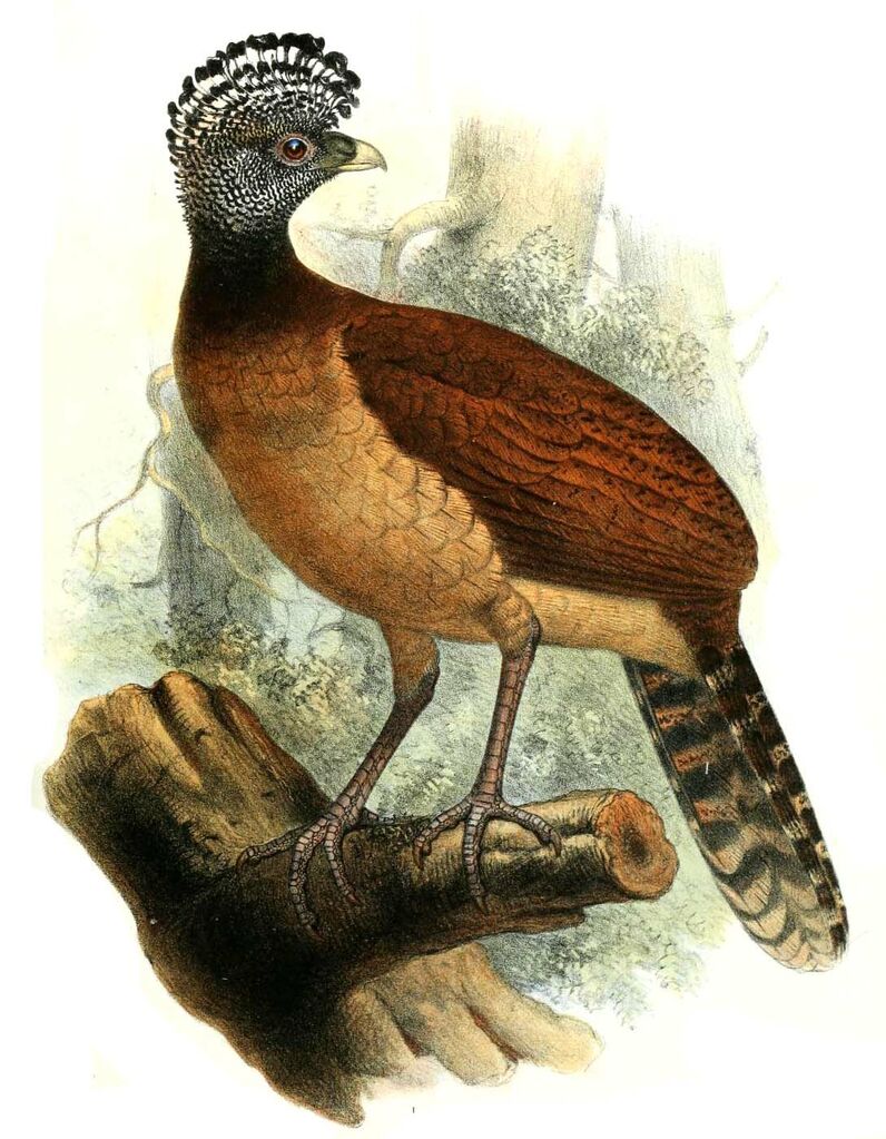 Grand Hocco - Crax rubra