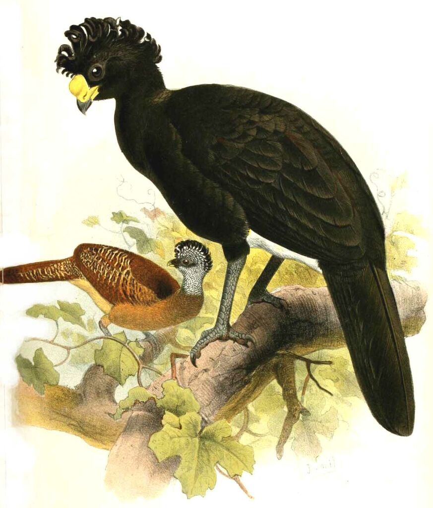 Grand Hocco - Crax rubra