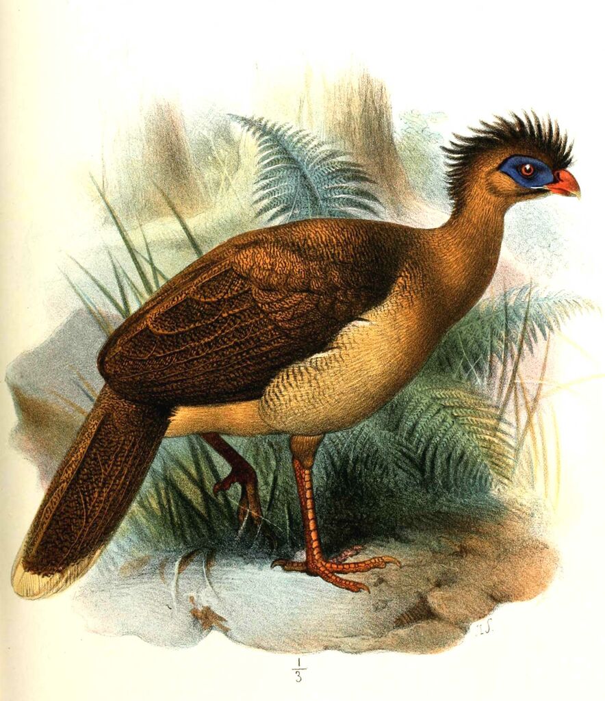 Hocco nocturne - Nothocrax urumutum