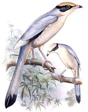 Hypocolius gris