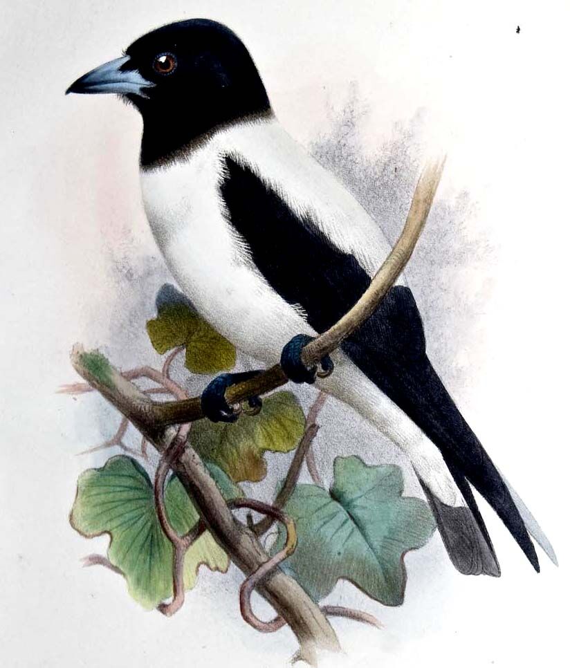 Langrayen des Bismark - Artamus insignis