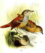 Rufous-tailed Stipplethroat