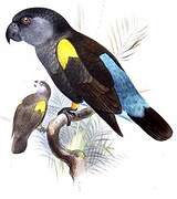 Rüppell's Parrot