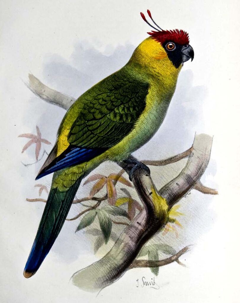 Perruche cornue - Eunymphicus cornutus