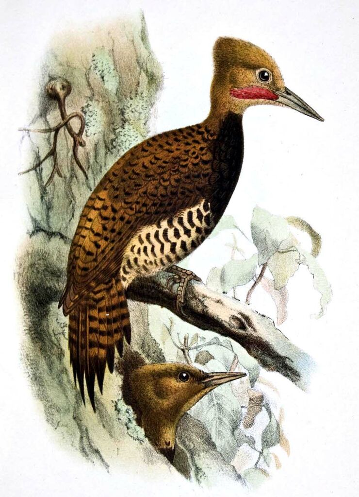 Pic à cravate noire - Celeus torquatus