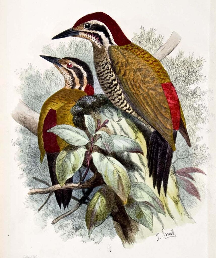 Pic à dos rouge - Dinopium javanense
