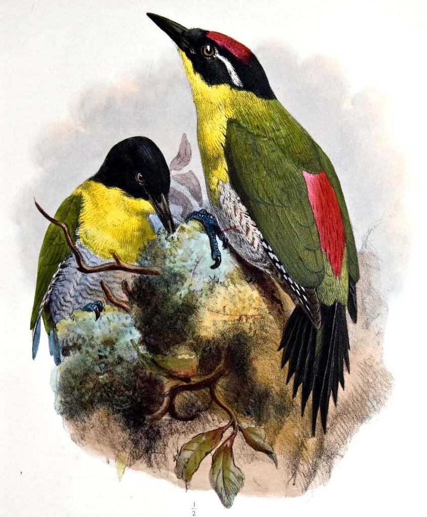 Pic à tête noire - Picus erythropygius