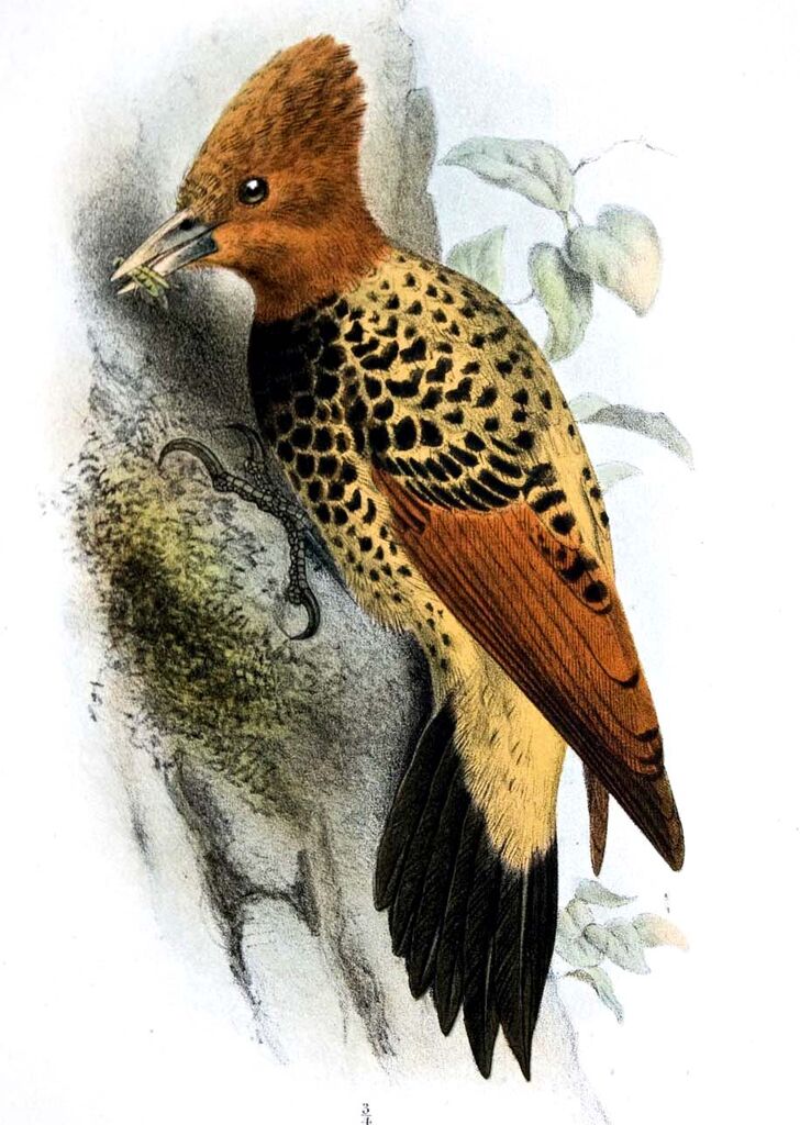 Pic à tête rousse - Celeus spectabilis