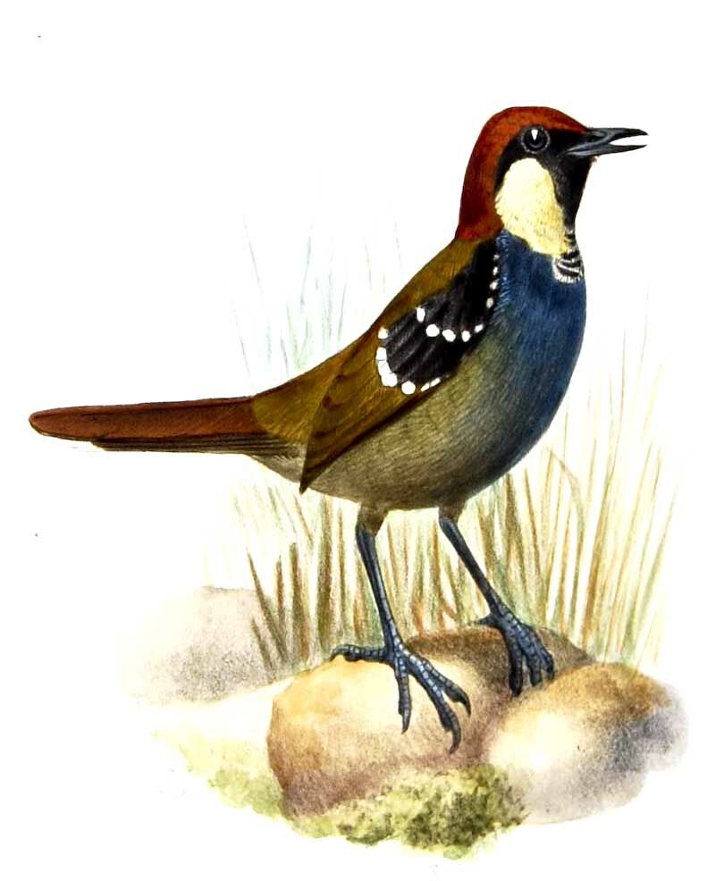 Ptilorrhoa tacheté - Ptilorrhoa leucosticta