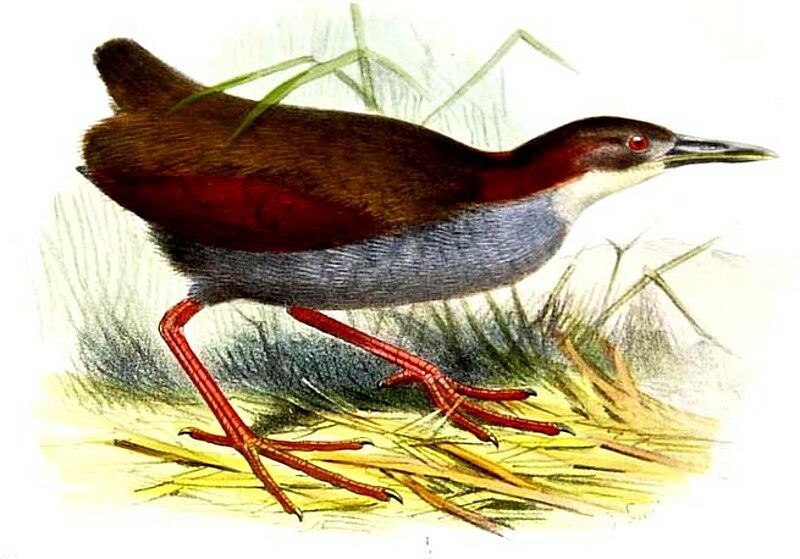 Red-winged Wood Rail