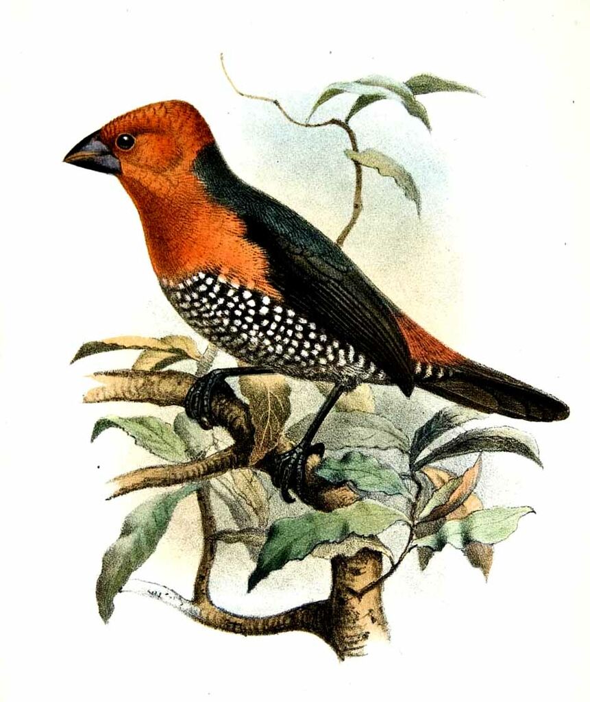 Sénégali à tête rouge - Spermophaga ruficapilla
