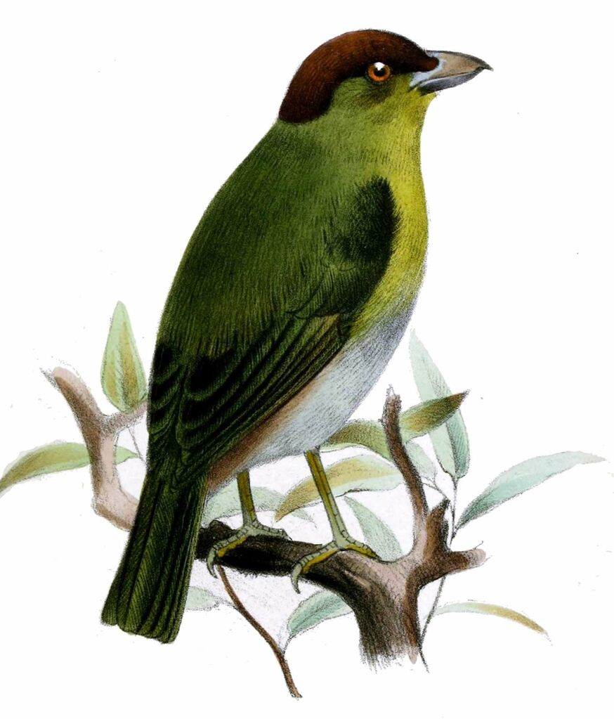 Sourciroux mélodieux - Cyclarhis gujanensis