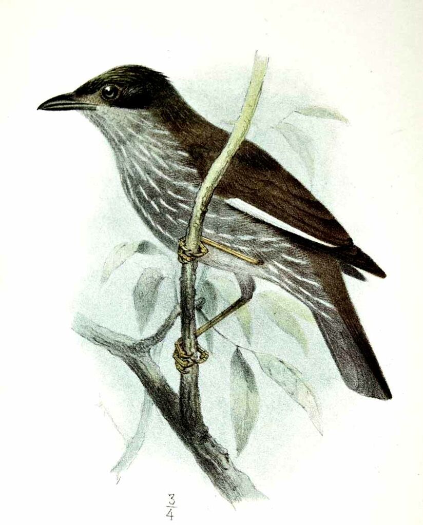 Stourne de Polynésie - Aplonis tabuensis