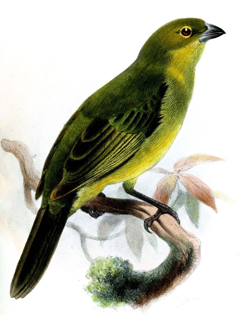 Tangara à camail - Schistochlamys melanopis