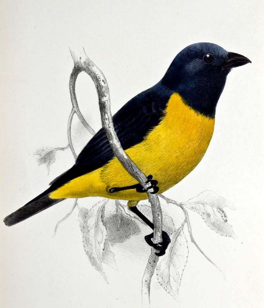 Tangara jaune et bleu - Bangsia arcaei