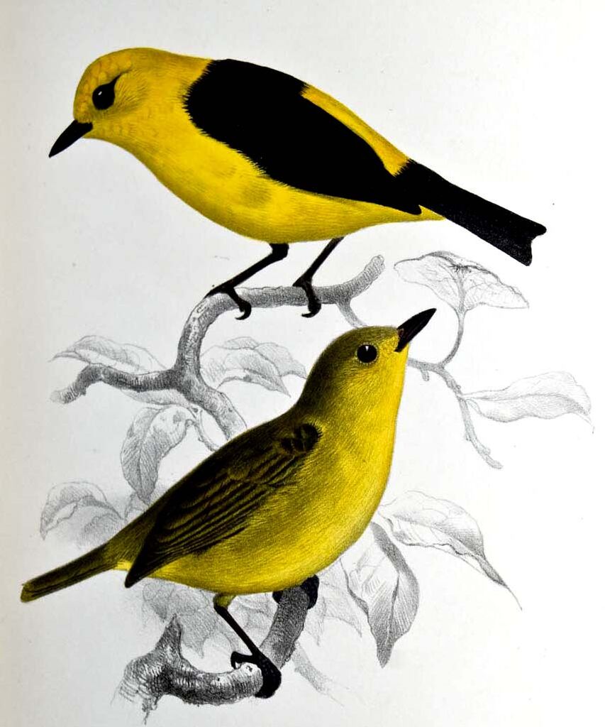 Tangara loriot - Chrysothlypis chrysomelas