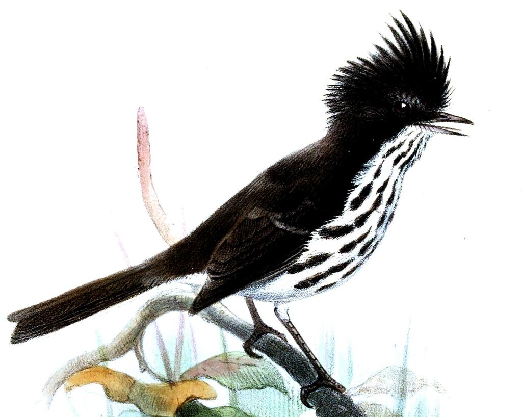 Taurillon de Juan Fernandez - Anairetes fernandezianus