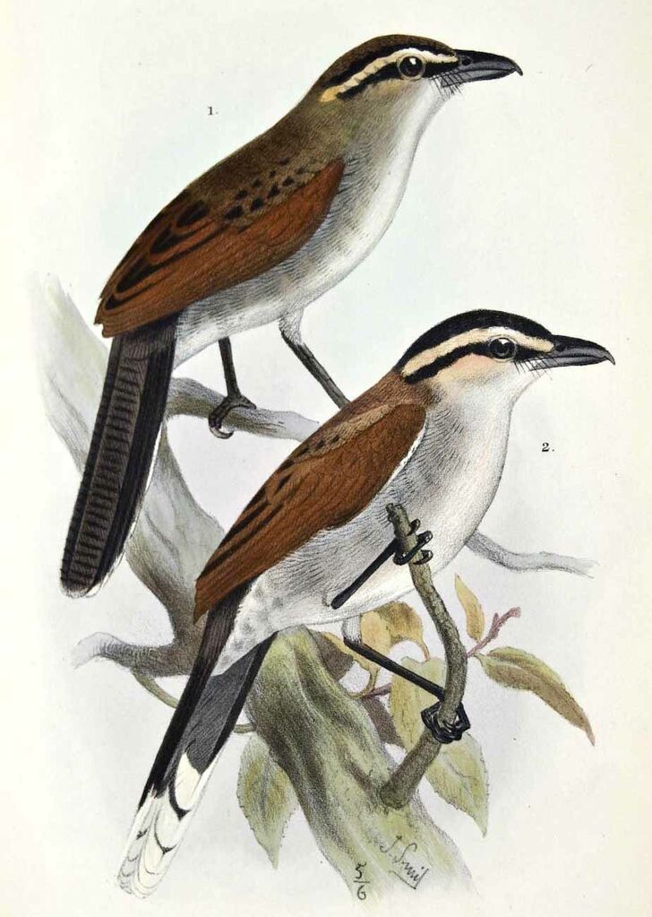 Tchagra à tête brune - Tchagra australis