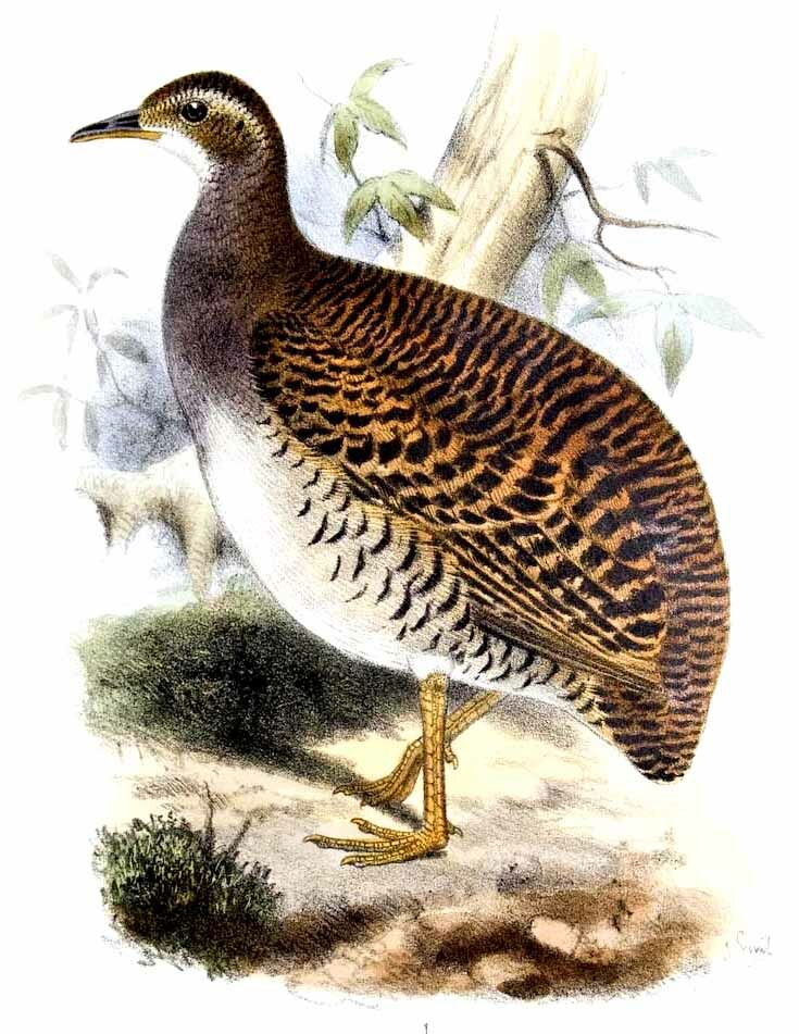 Tinamou à grands sourcils - Crypturellus transfasciatus