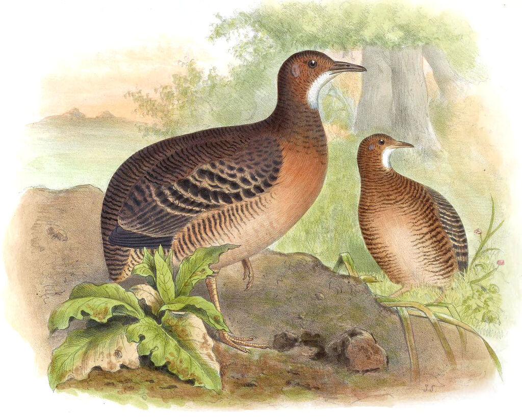 Tinamou cannelle - Crypturellus cinnamomeus