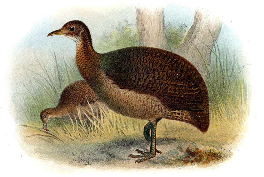 Tinamou solitaire - Tinamus solitarius