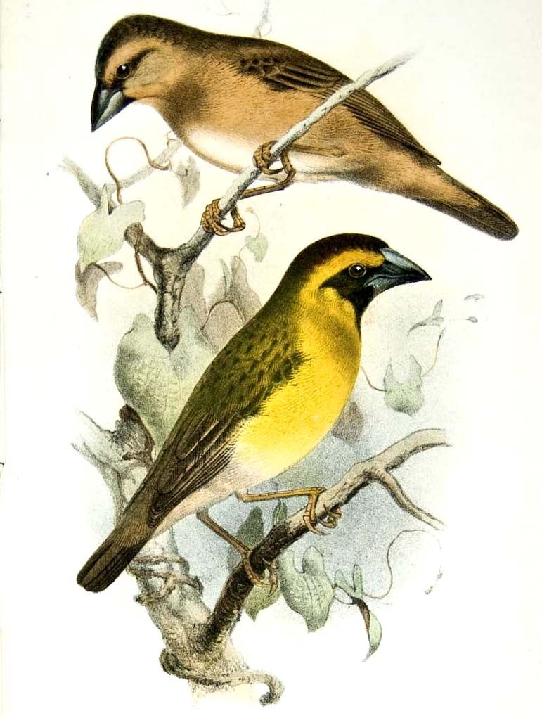 Tisserin gros-bec - Ploceus superciliosus