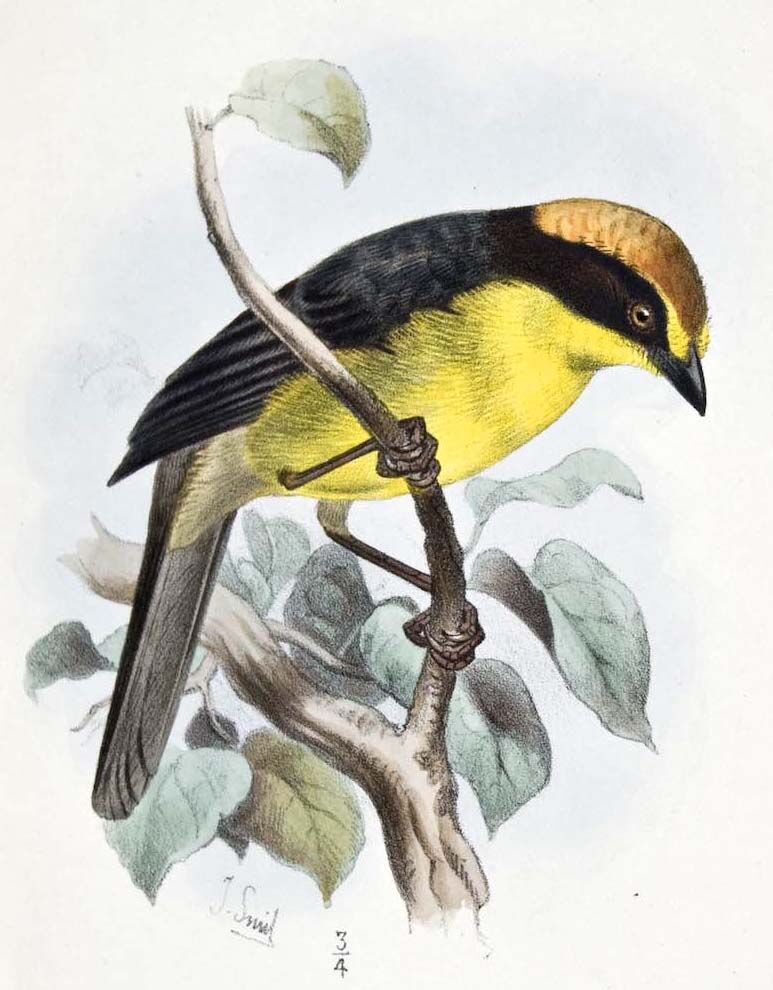 Tohi à nuque rousse - Atlapetes rufinucha