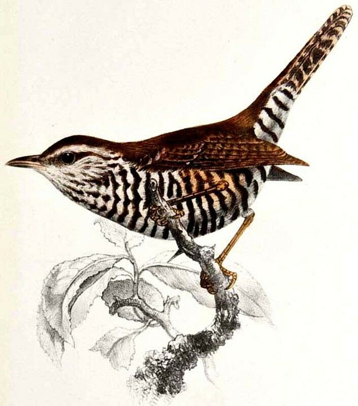 Troglodyte barré - Thryophilus pleurostictus