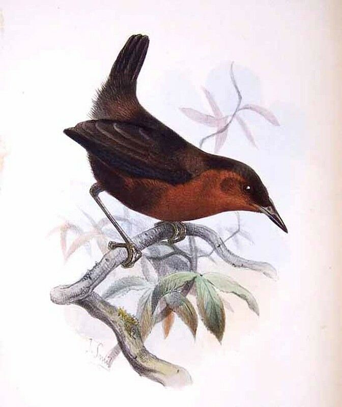 Troglodyte ferrugineux - Cyphorhinus thoracicus