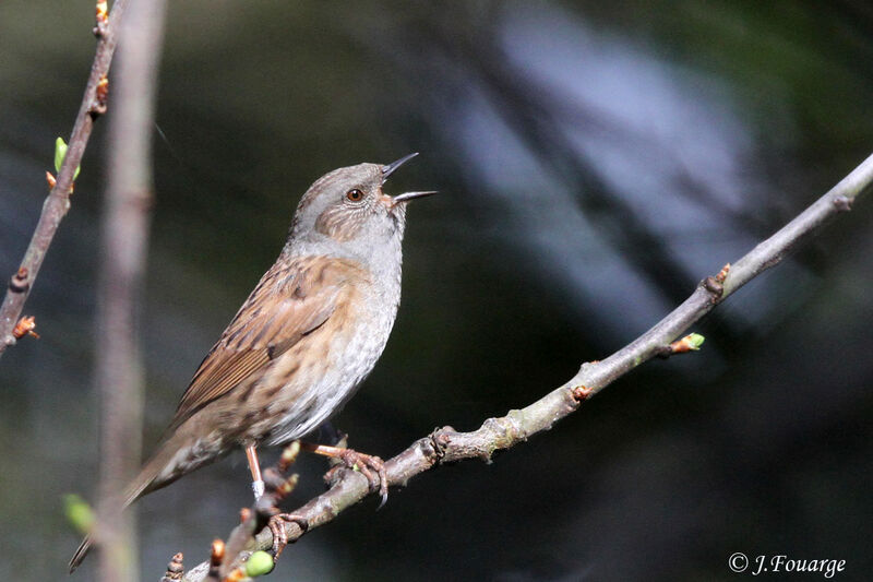 Dunnock male adult, identification, song