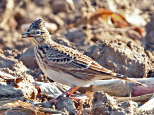 Eurasian Skylark