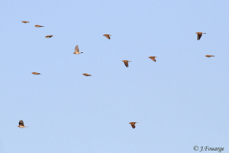 Eurasian Skylark, identification, Flight, Behaviour