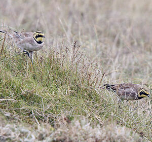 Horned Lark