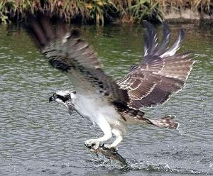 Western Osprey