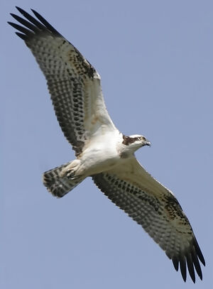 Western Osprey