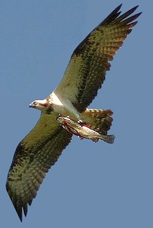 Western Osprey