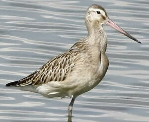 Bar-tailed Godwit 
&copy; Jules Fouarge