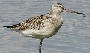 Bar-tailed Godwit 
&copy; Jules Fouarge
