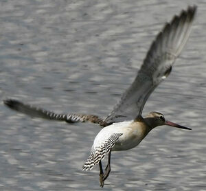 Bar-tailed Godwit 
&copy; Jules Fouarge