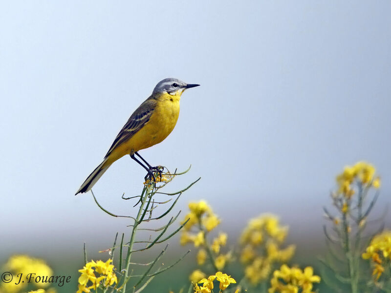 Western Yellow Wagtail, identification, Reproduction-nesting