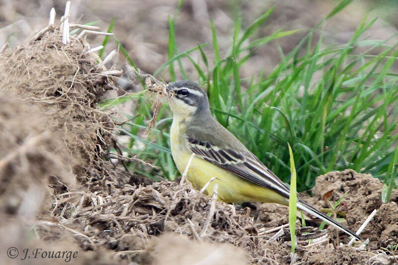Western Yellow Wagtail female adult, identification, Reproduction-nesting, Behaviour