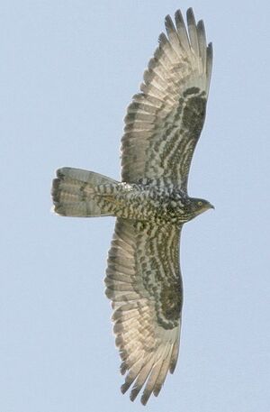 European Honey Buzzard 
&copy; Jules Fouarge