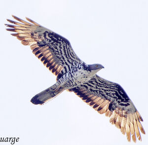 European Honey Buzzard 
&copy; Jules Fouarge