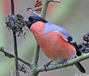 Eurasian Bullfinch
