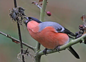 Eurasian Bullfinch