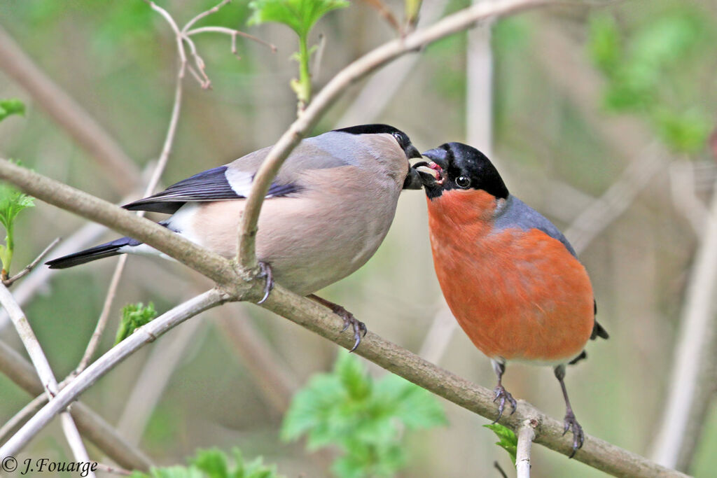 Eurasian Bullfinchadult, Behaviour