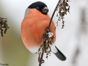 Eurasian Bullfinch