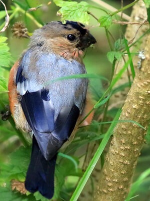 Eurasian Bullfinch