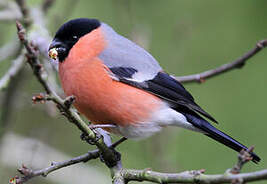 chant du bouvreuil pivoine