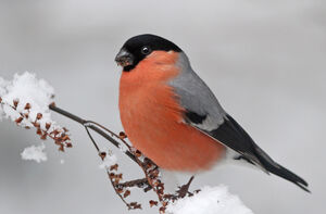 Eurasian Bullfinch